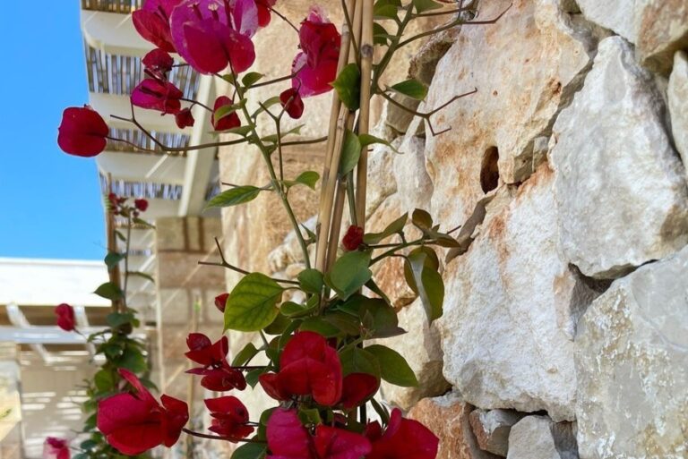 Dettagli Masseria Baroni